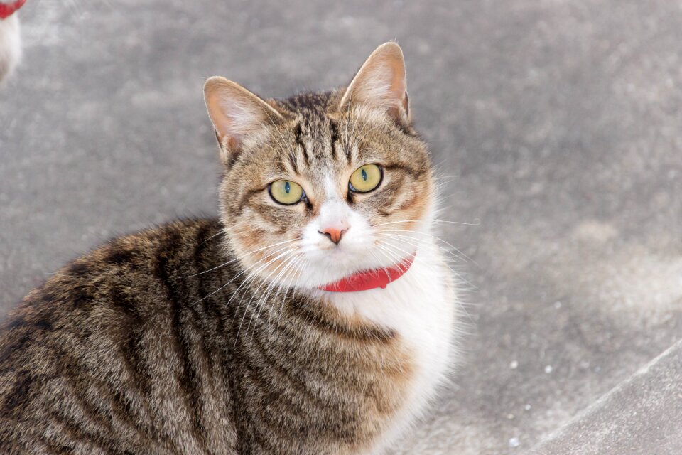 Cat fierce Free photos