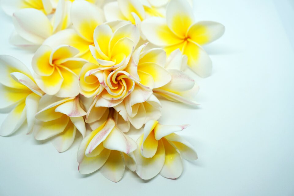 Flowers white flowers fragrant flowers
