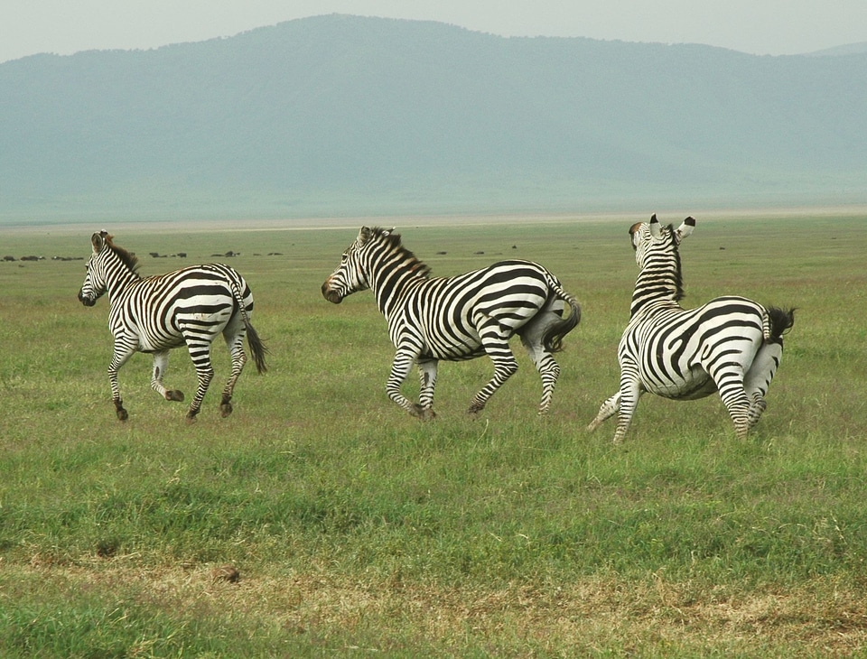 Animal wildlife wild