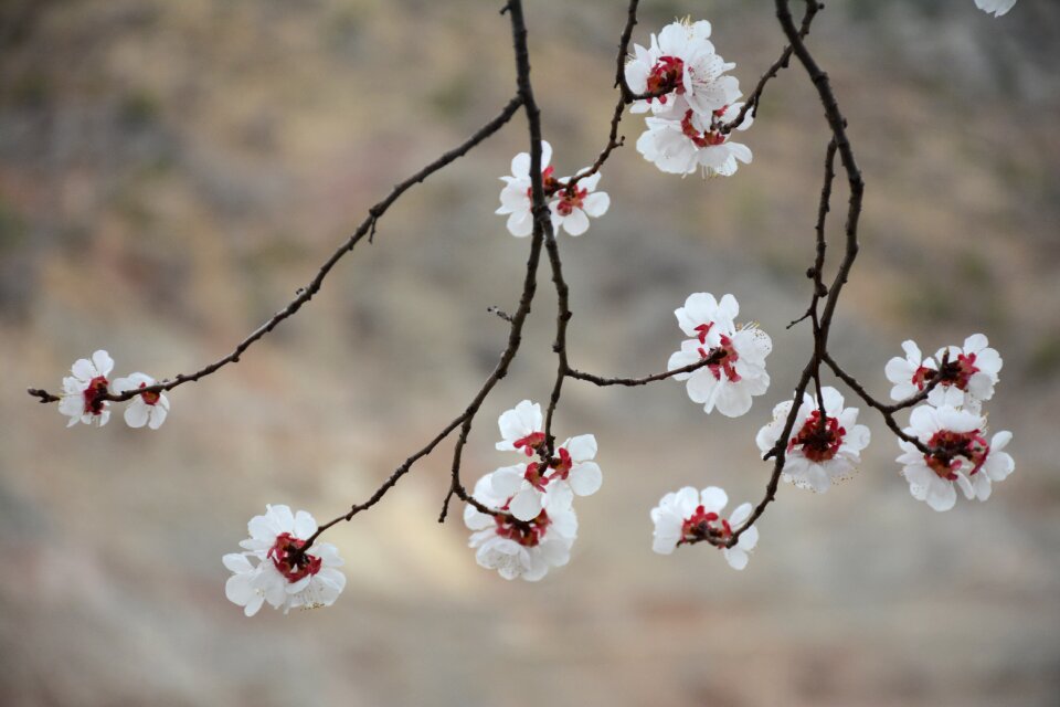 Garden doga beautiful