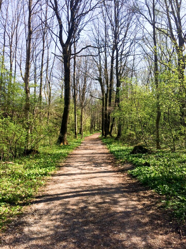Forest spring away