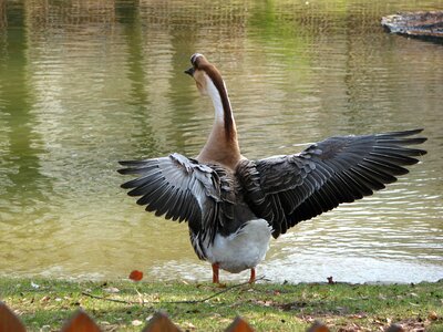 Greylag goose bird animal