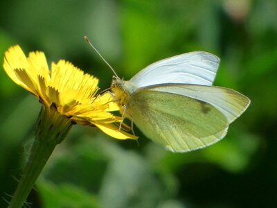 Flower dandelion blanqueta cabbage pieris rapae photo