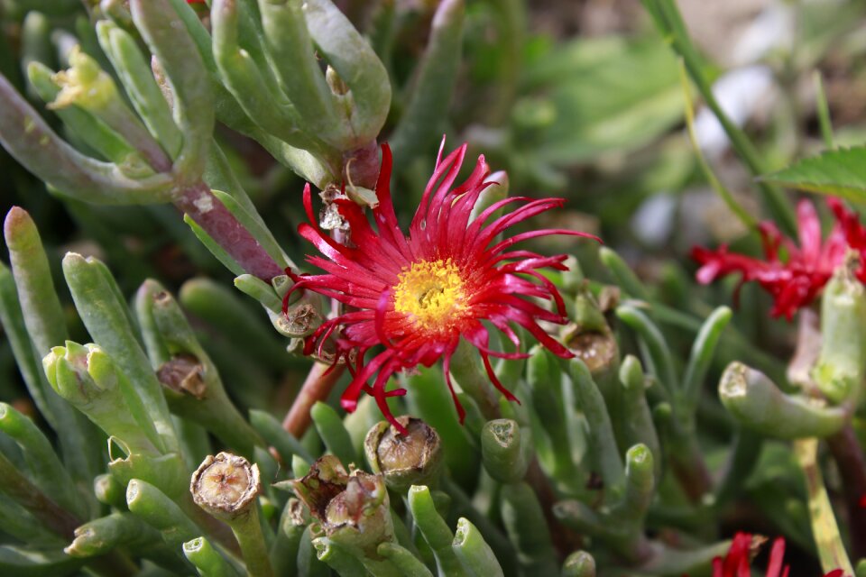 Half of the world plant garden