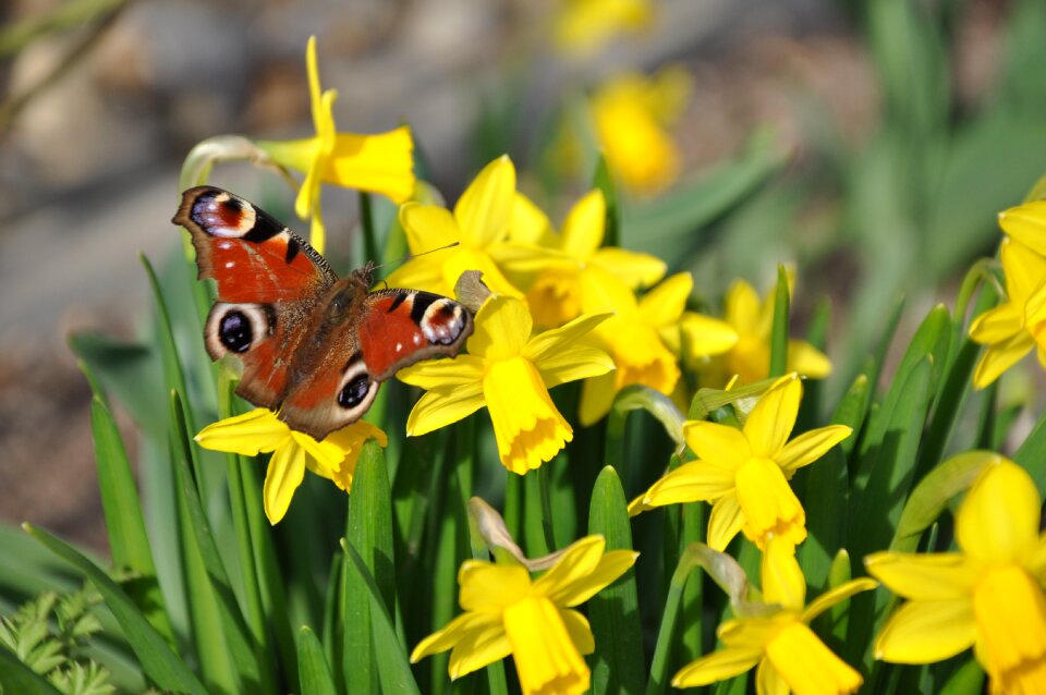 Peacock butterfly osterglocken easter