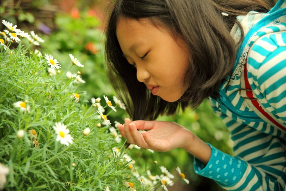 Plant flora nature
