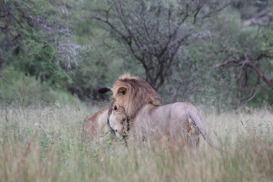 Pair africa tanzania