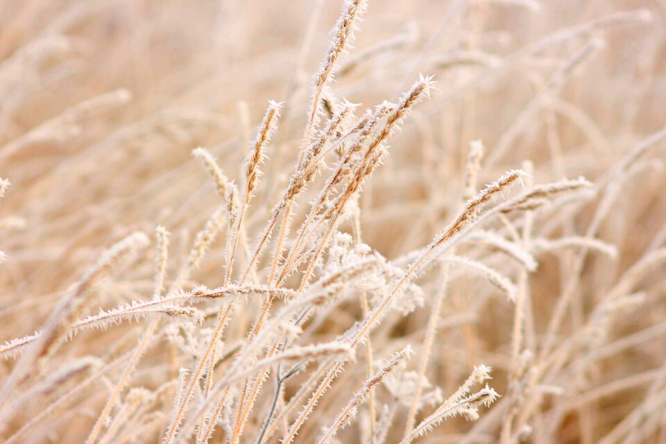 Nature cold landscape