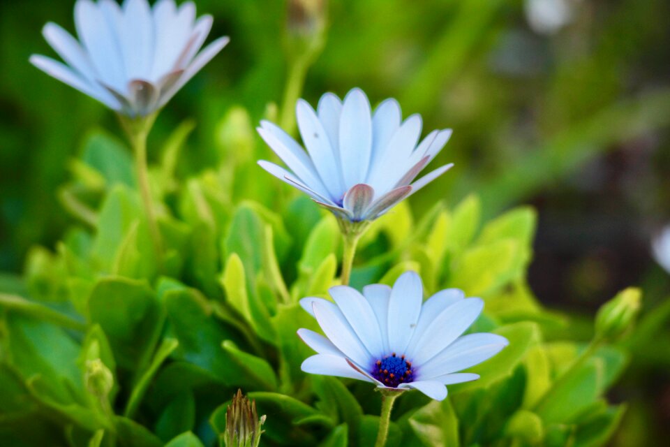 Garden white daisies colors