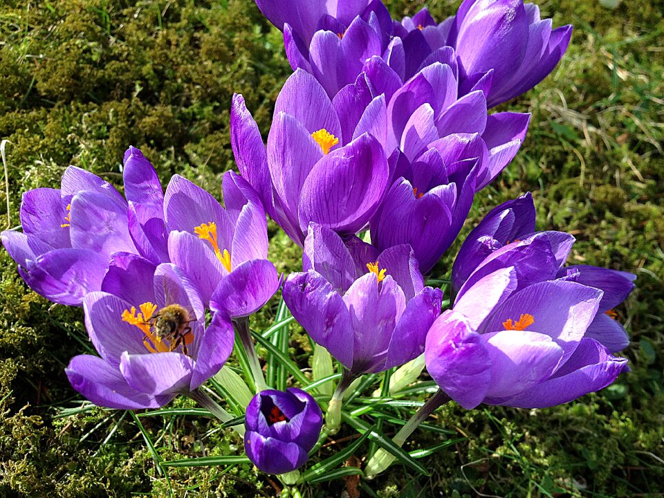 Moss flowers elves crocuses photo