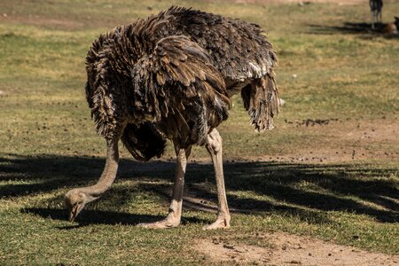 Wildlife big-bird