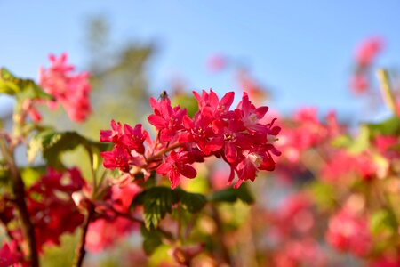 Bush flowers branch