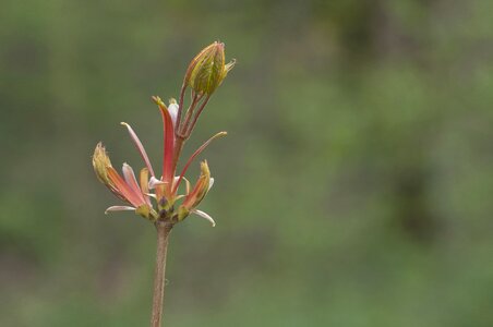 Forest button tree photo