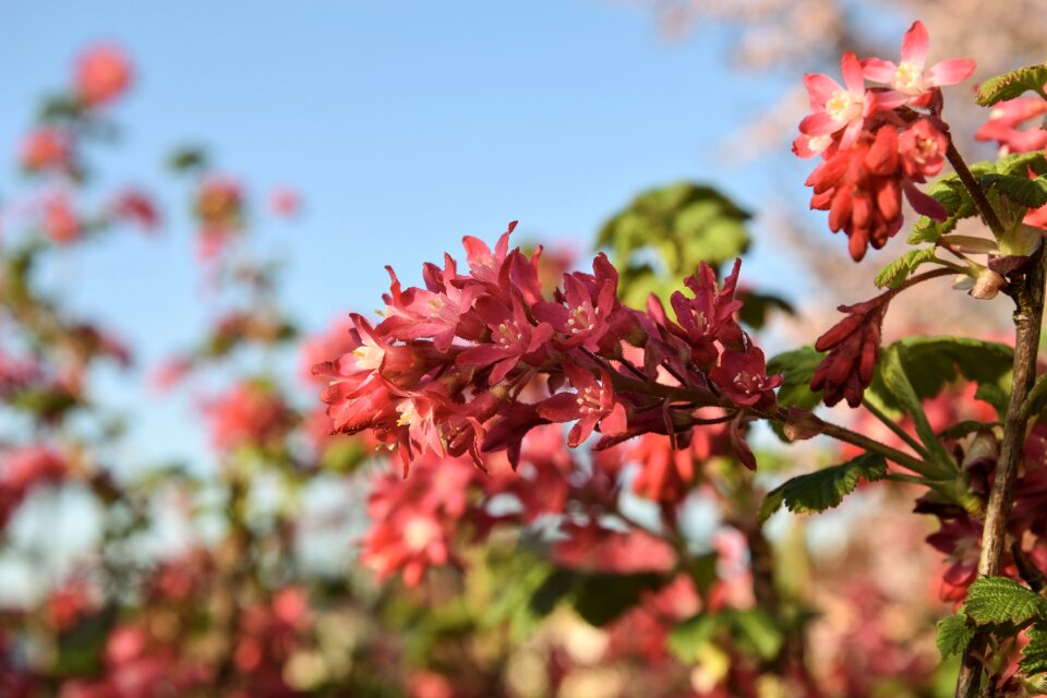 Currant garden red currant