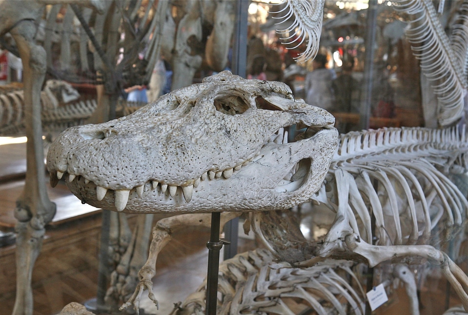 Skeleton bones gray skull