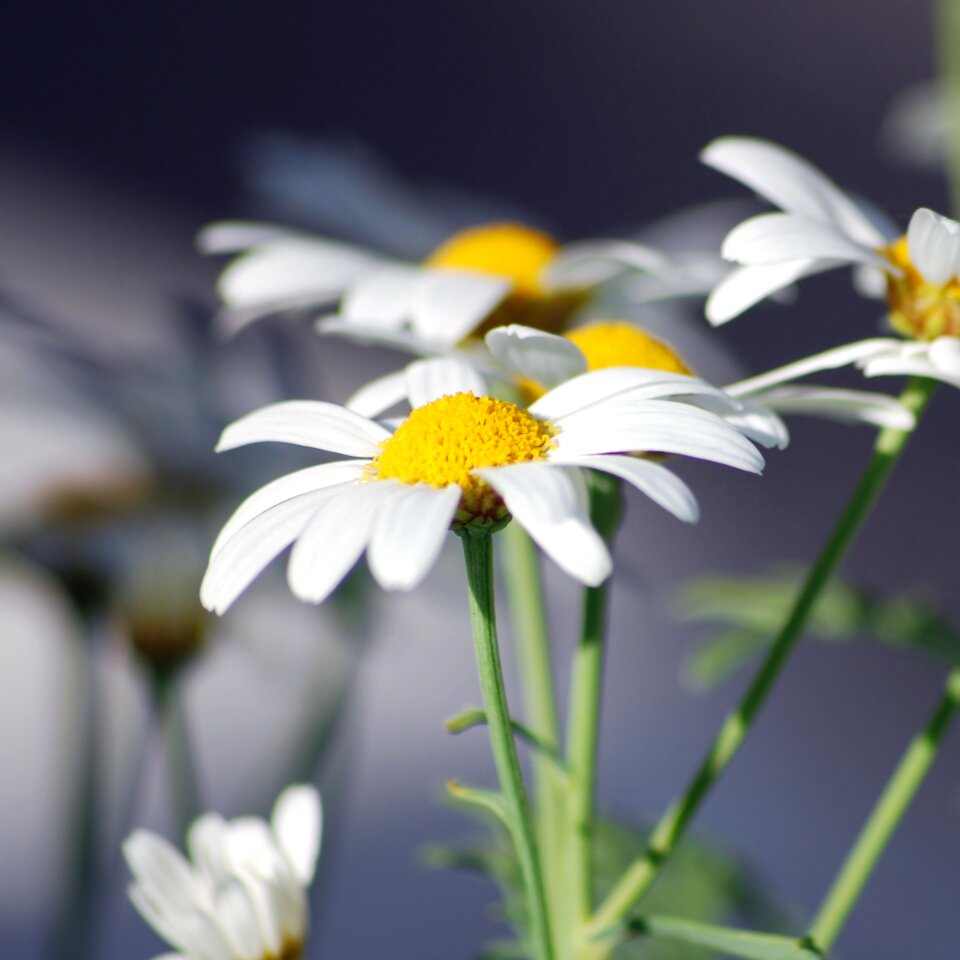 Flowers have beautiful