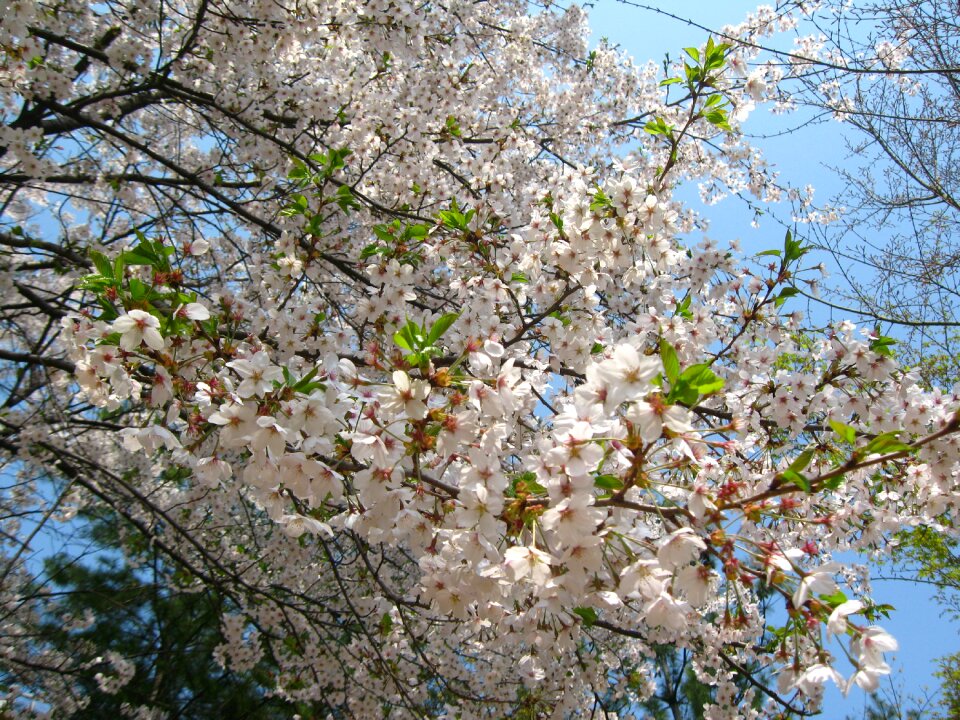 Sky cherry flowers petal