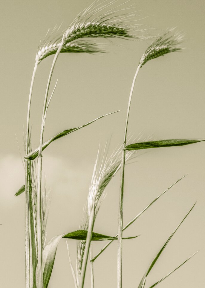 Agriculture plant