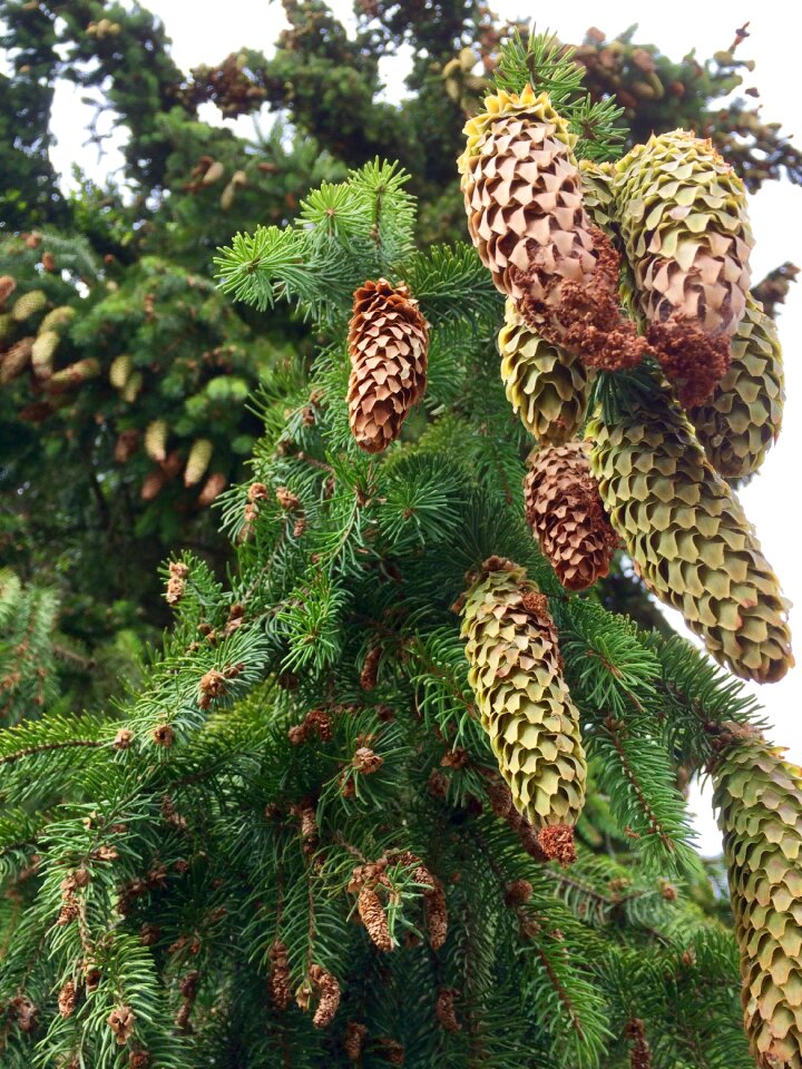 Conifer green landscape