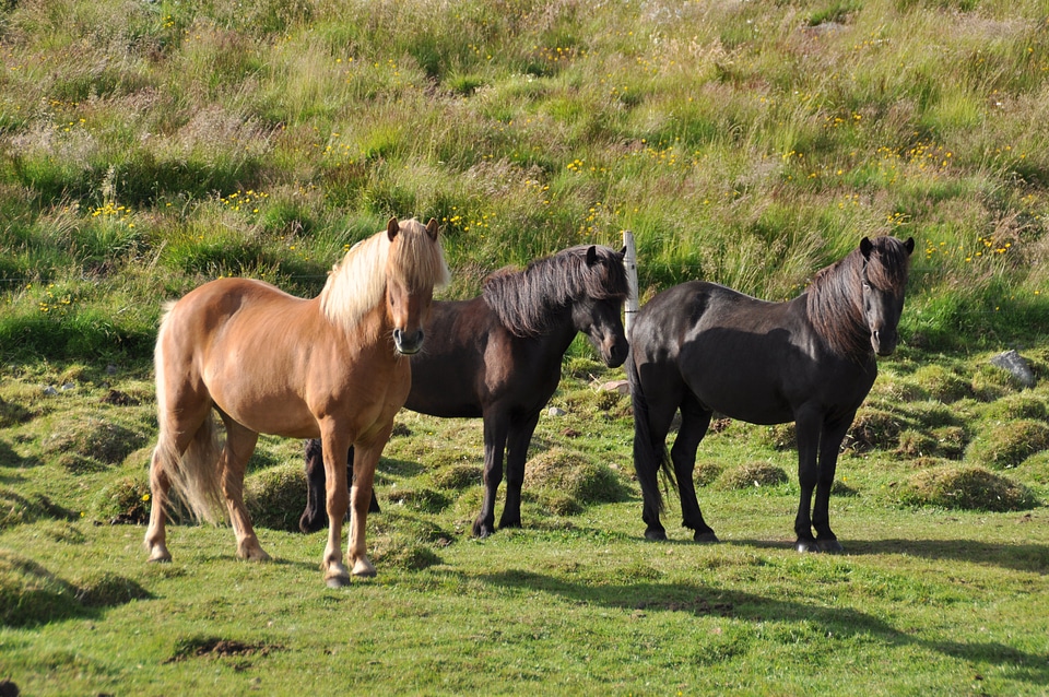 Iceland horse horse pony