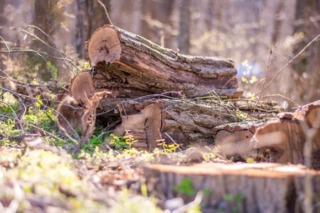 Nature outdoor firewood
