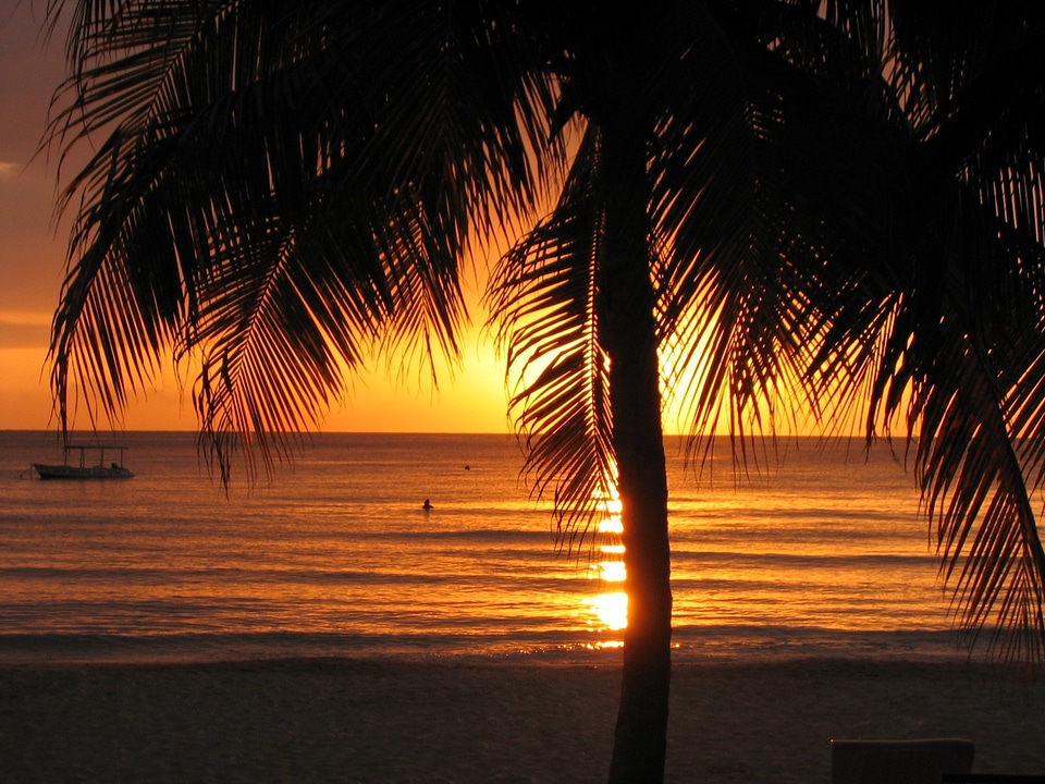 Negril palm tree tropical