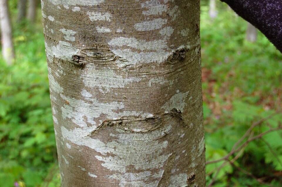Strange nature face