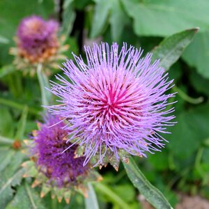 Stamen mauve pink