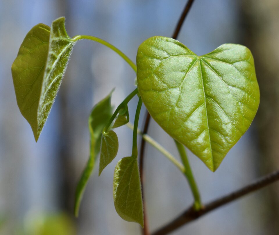 New leaves tree plant
