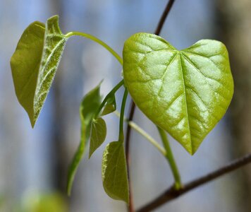 New leaves tree plant