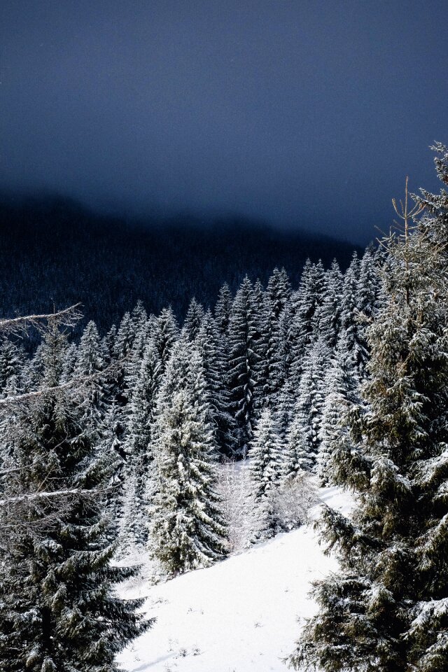 Trees evergreens blizzard