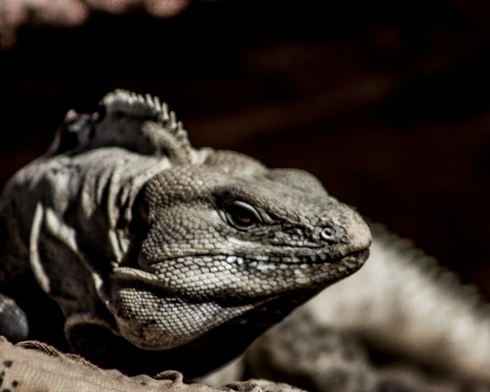 Reptile lizard