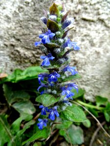 Bugle pointed flower medicinal plant