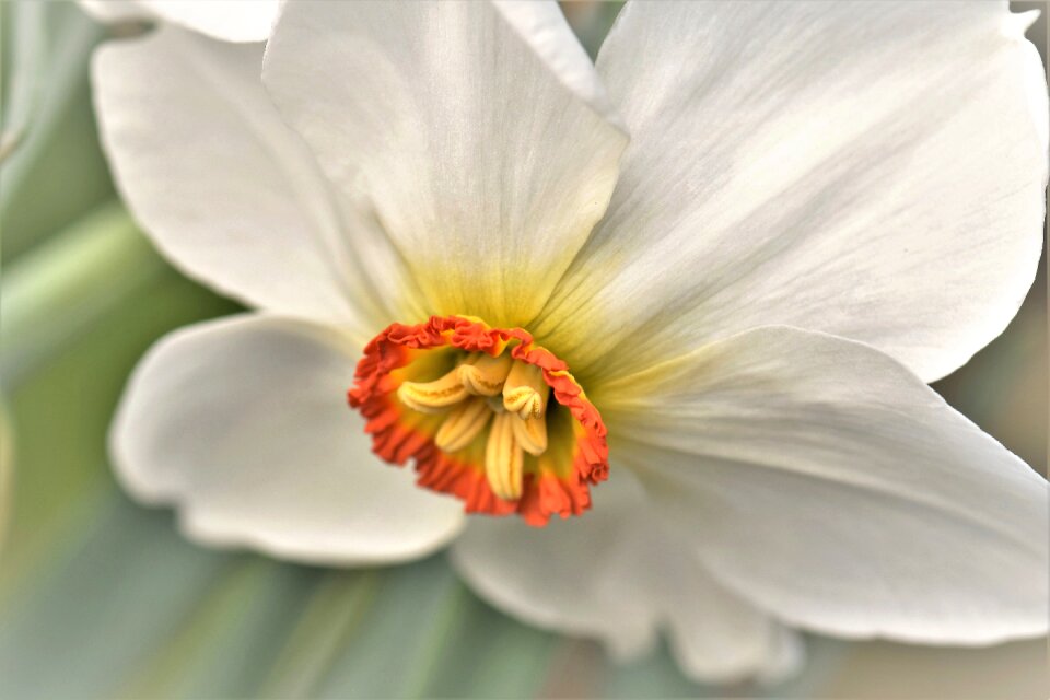 Flowers blossom bloom photo