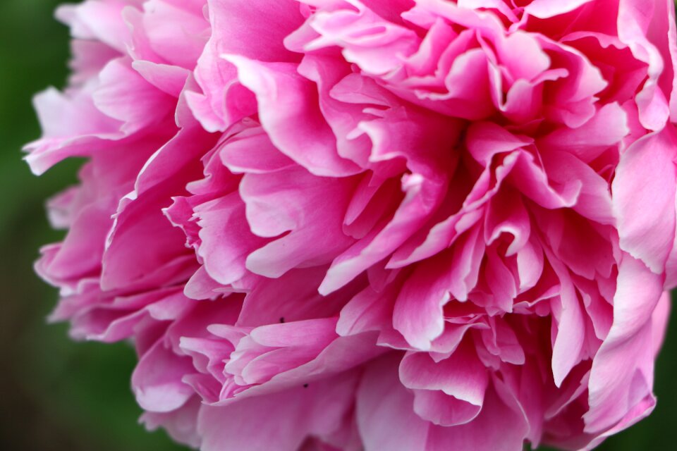 Chinese herbaceous peony flower pink