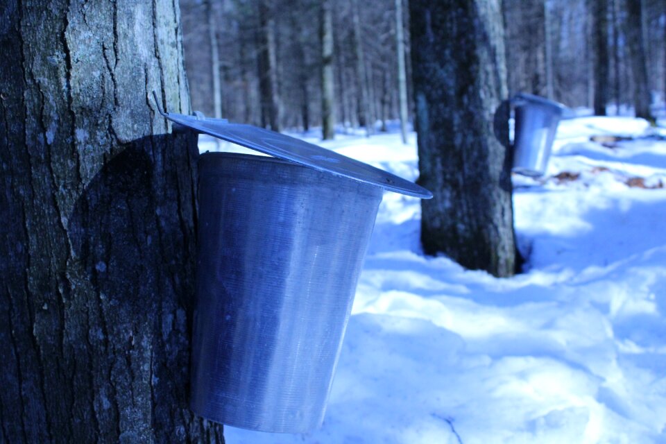 Syrup canada wood photo