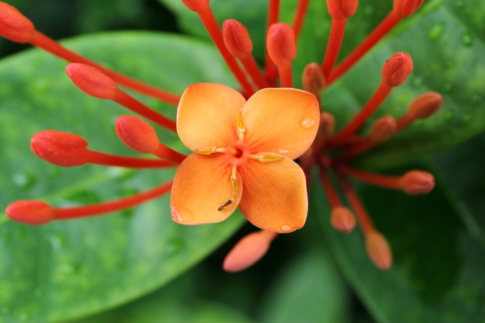 Ant flower green leaf