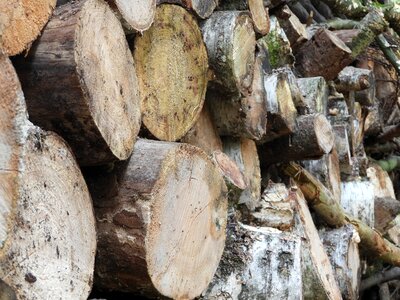 Wood hut firewood