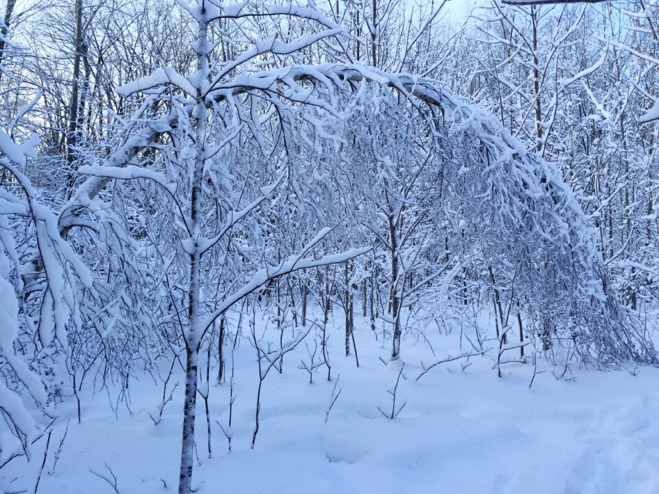 Winter cold nature
