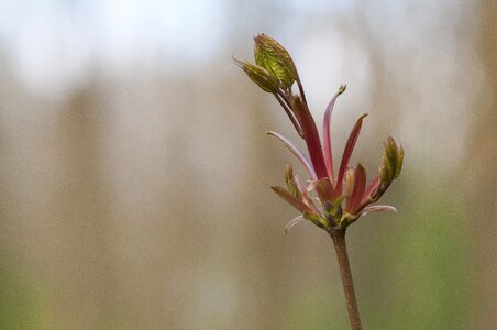 Forest button tree photo