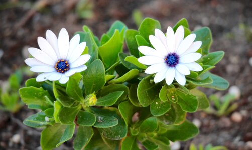 Garden white daisies colors
