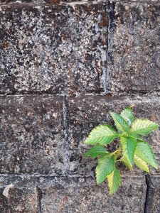 Block gray alone