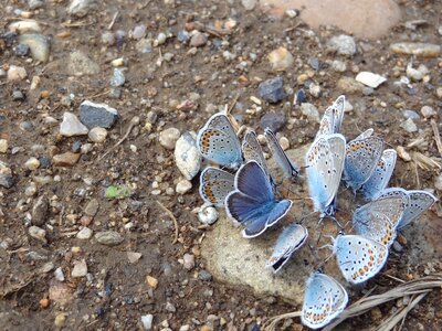 Butterfly blue stone