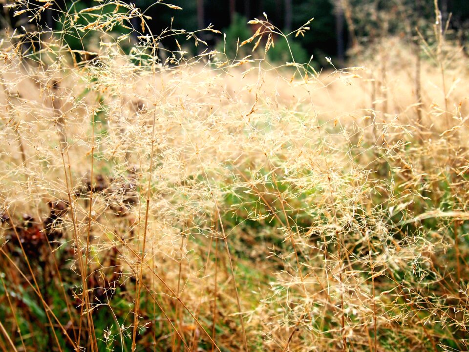 Sunlight elves meadow
