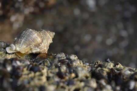 Black seashells shell cover nature photo