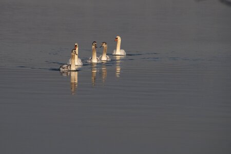Birds water bird waterfowl