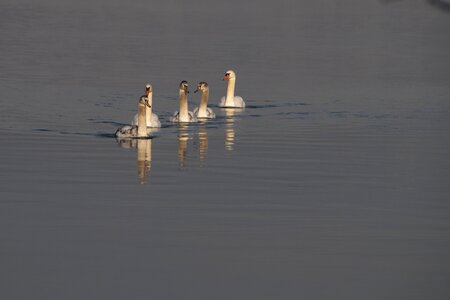 Birds water bird waterfowl photo