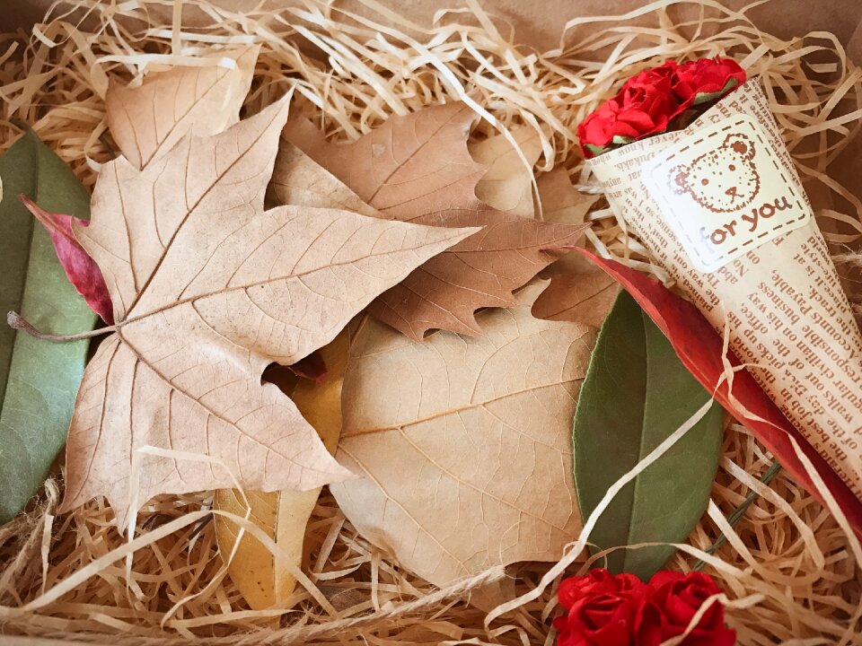 Indus gift box dead leaves
