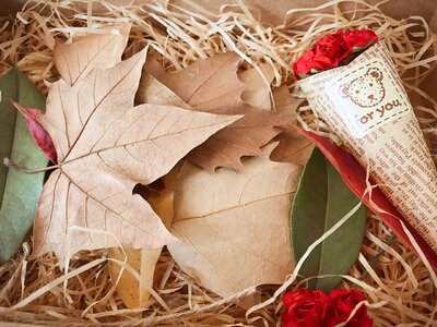 Indus gift box dead leaves photo