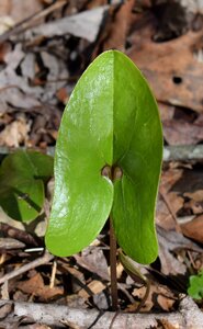 Newly emerged ginger wild